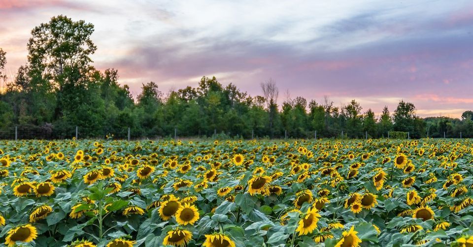 Sunflower Festival 