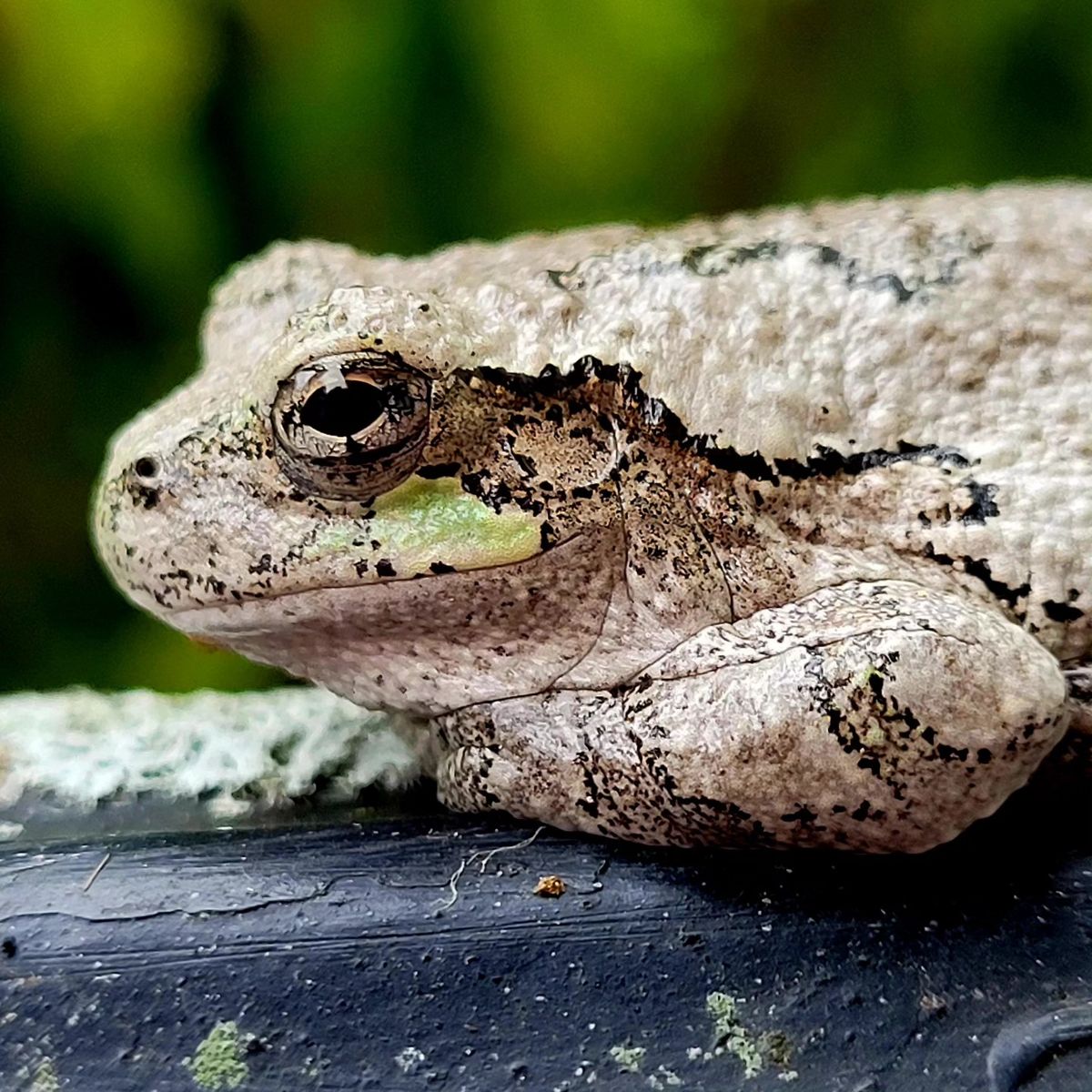 Discovering Amphibians with John Himmelman