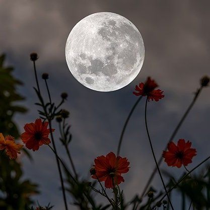 APRIL PINK MOON: Moon Magic & the Magical Garden 