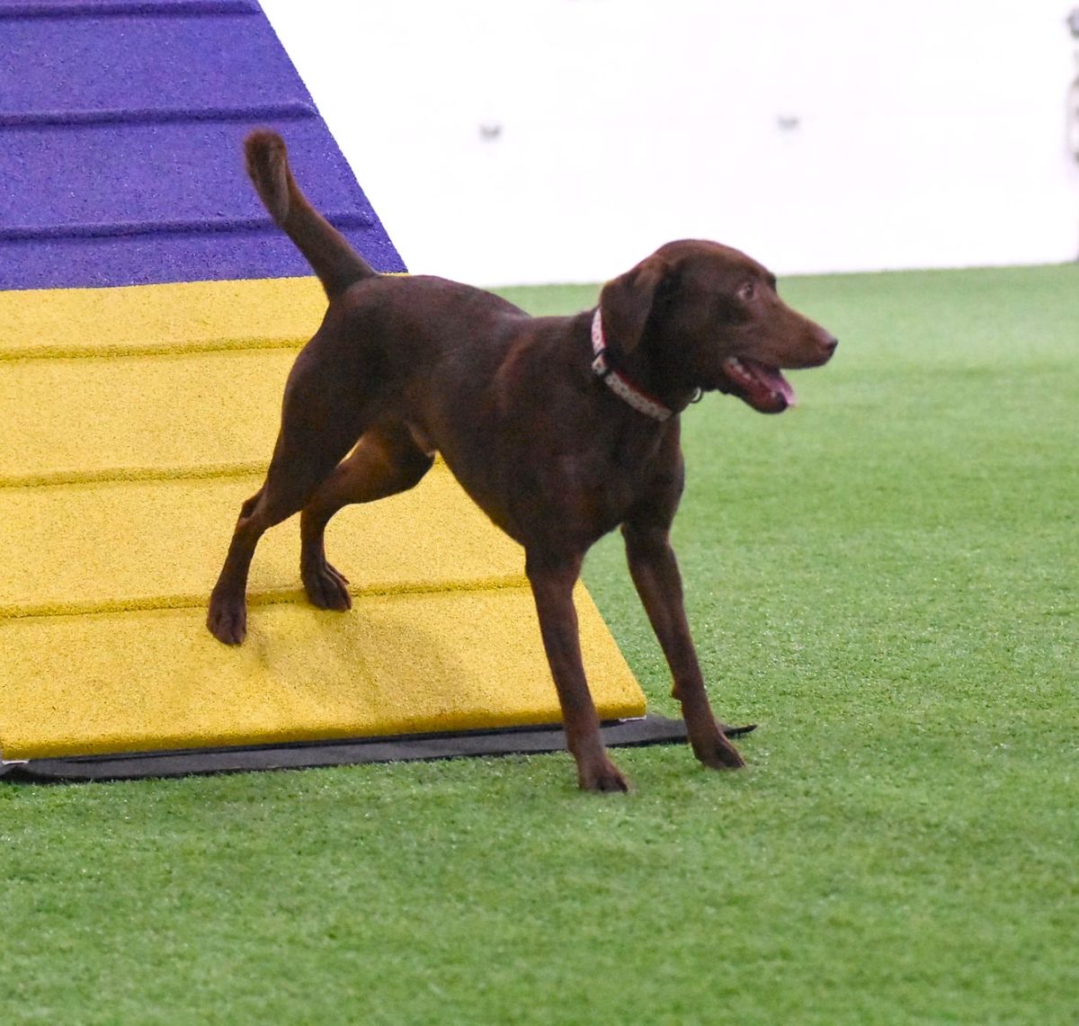 CPE Agility Trial