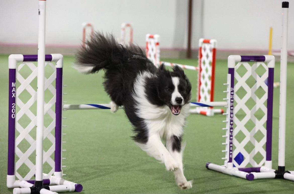 September 21\/22 CPE Agility Trial with Steve Klein