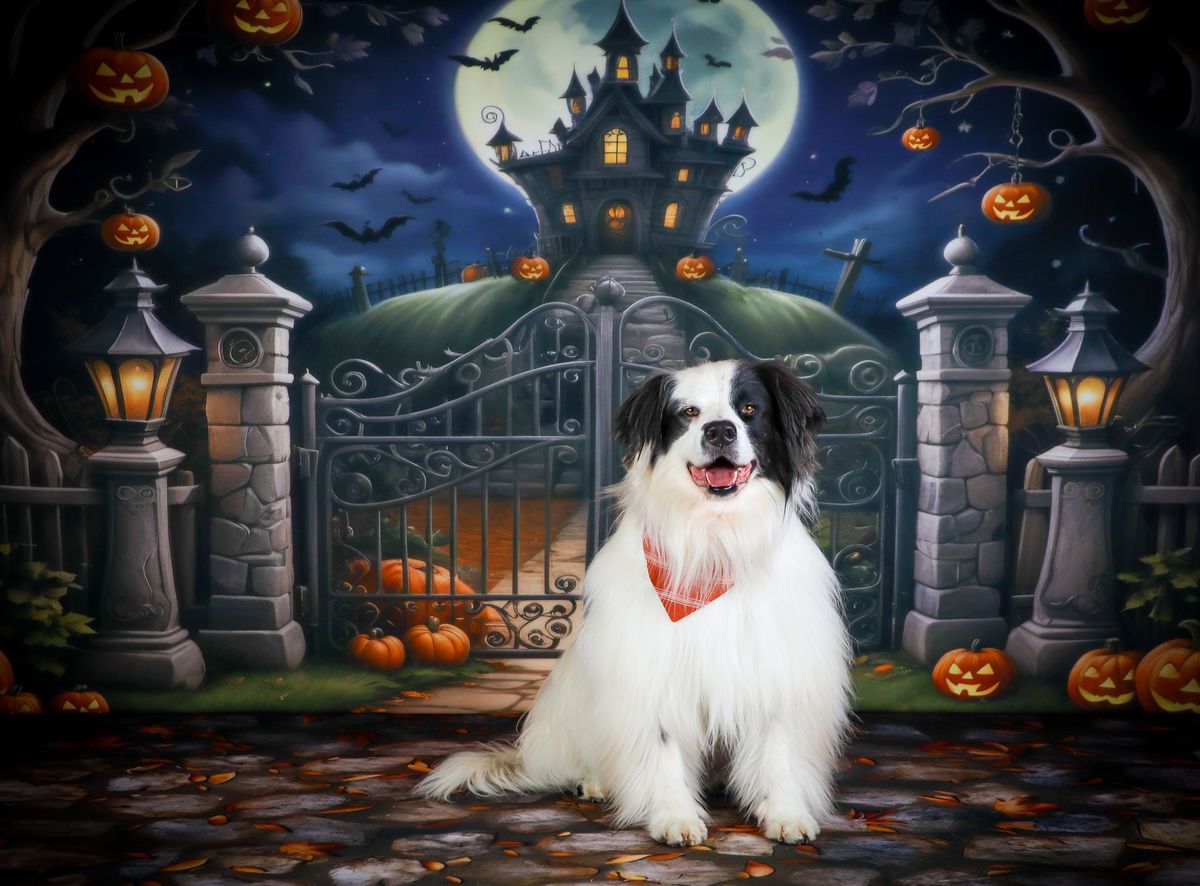 Halloween Pet Portraits