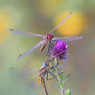 The Holistic Dragonfly