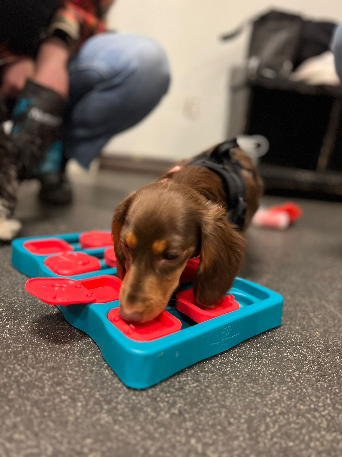 Dachshund Meetup Play Session