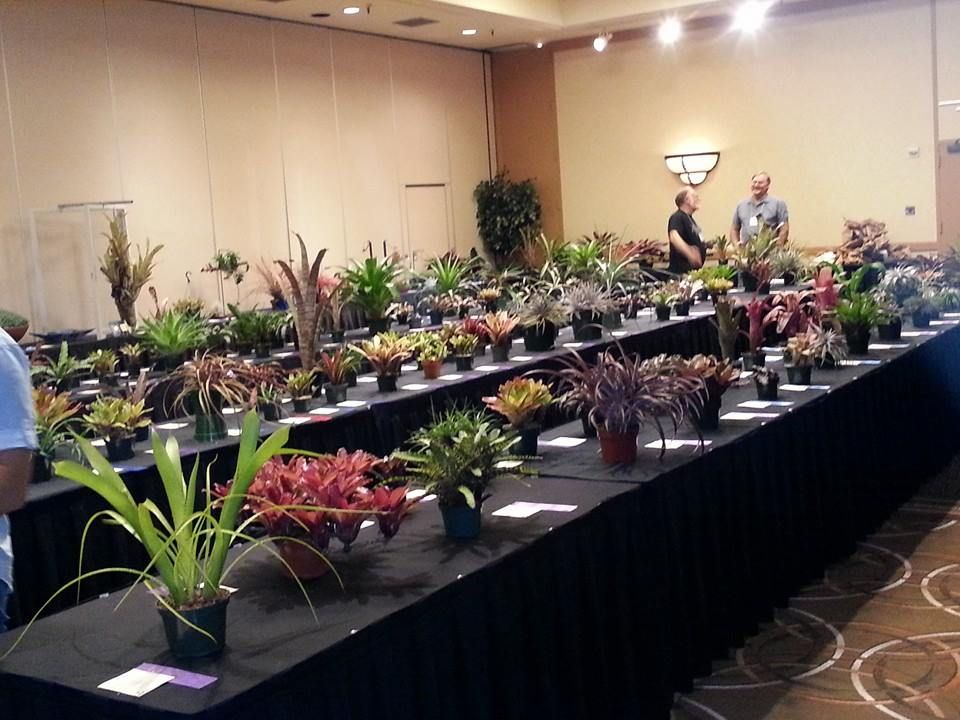 Bromeliad Society Houston January meeting