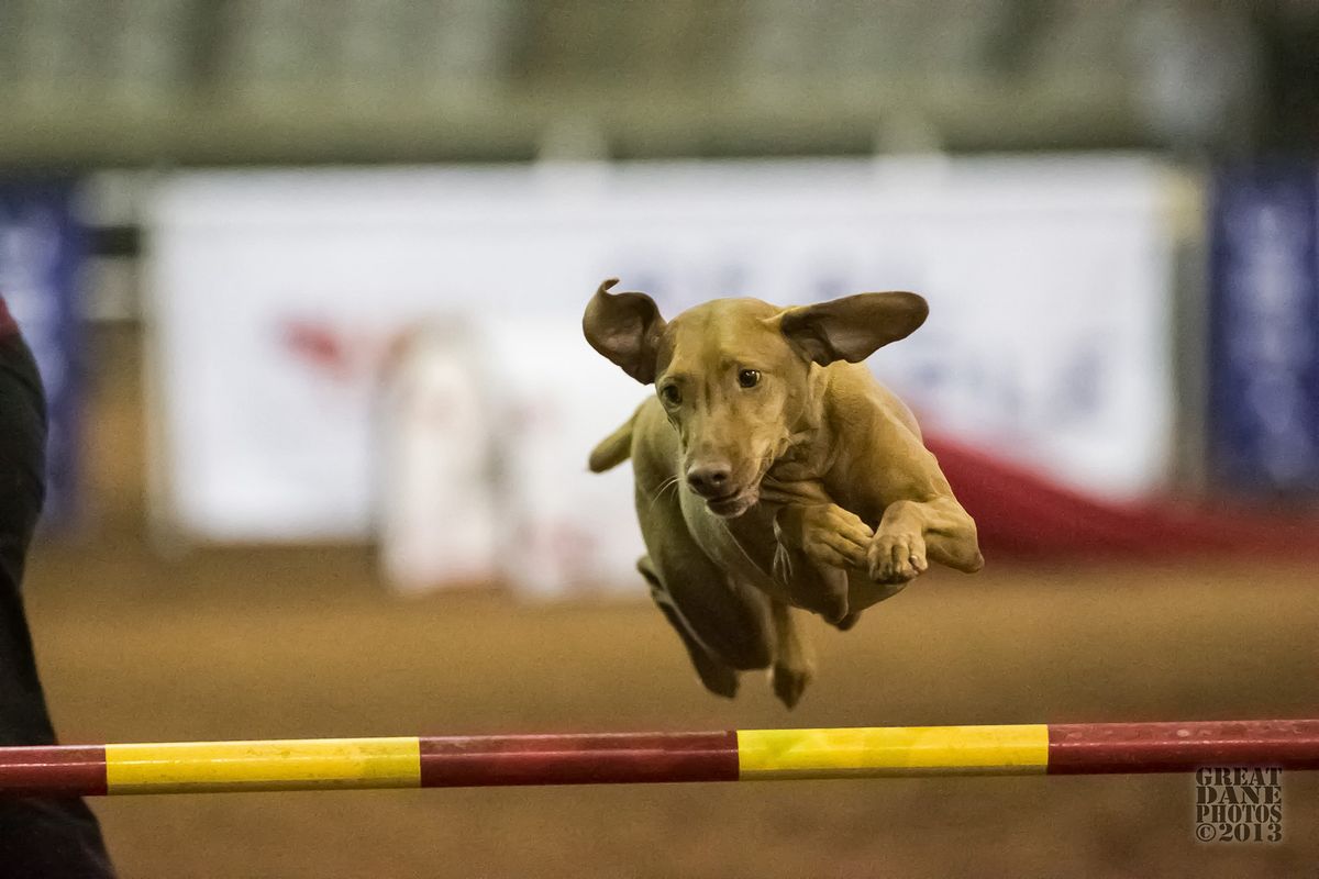 USDAA Agility Trial!