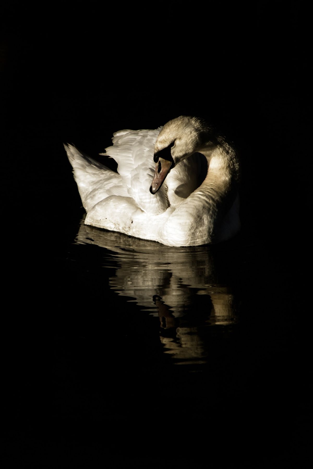 Wildlife Photography for 12 - 16 year olds with Victoria Hillman at RSPB Ham Wall