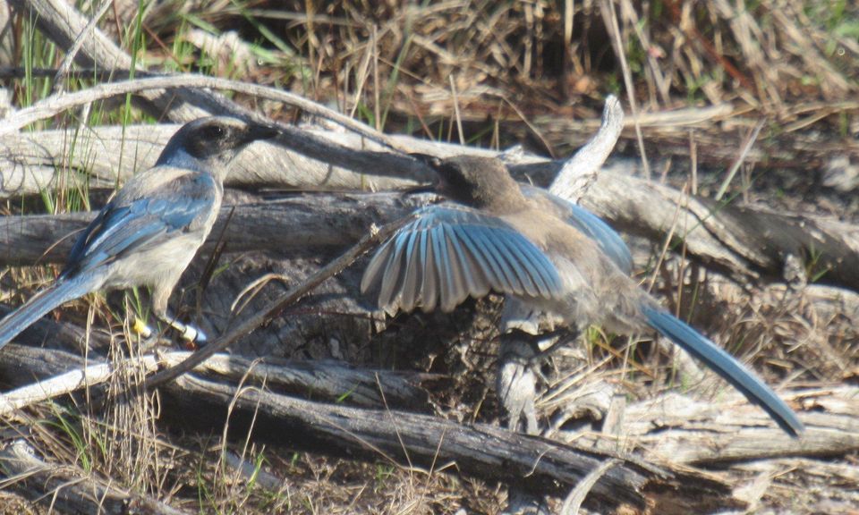 Scrub Jay Educational Walk at JDSP