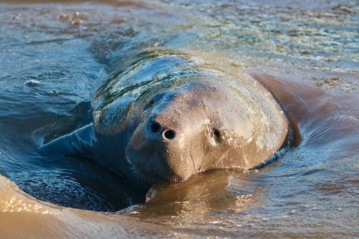 Manatee Appreciation Day