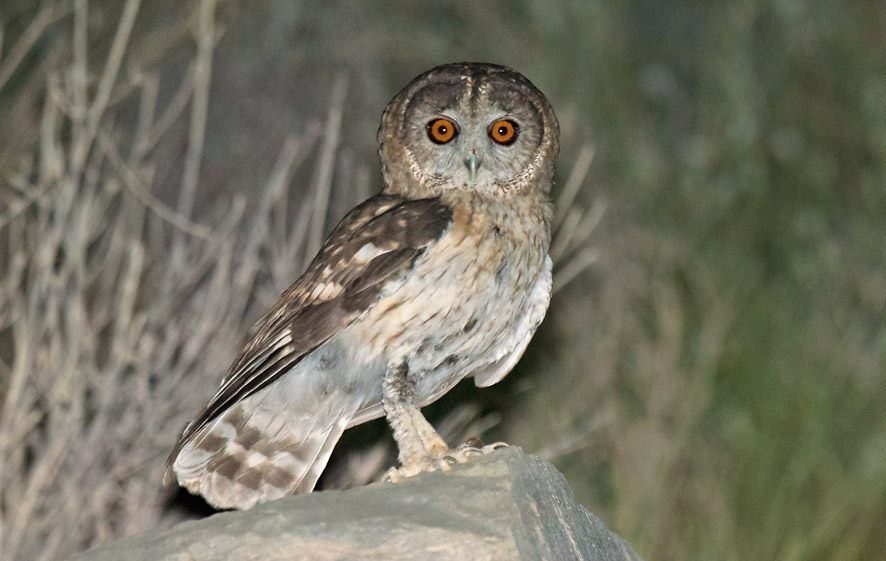 Dutch Birding Vogeldag