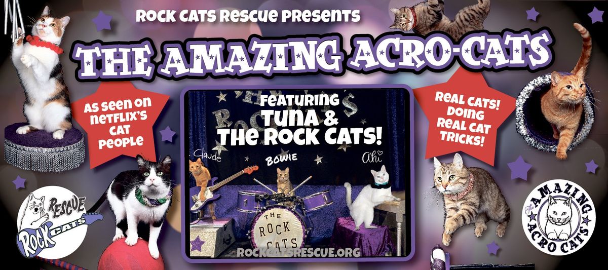 THE AMAZING ACRO-CATS! PRESENTED BY ROCK CATS RESCUE