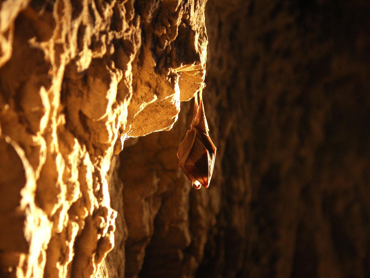 Flederm\u00e4use unter uns: Zu Besuch bei den Floridsdorfer Abendseglern