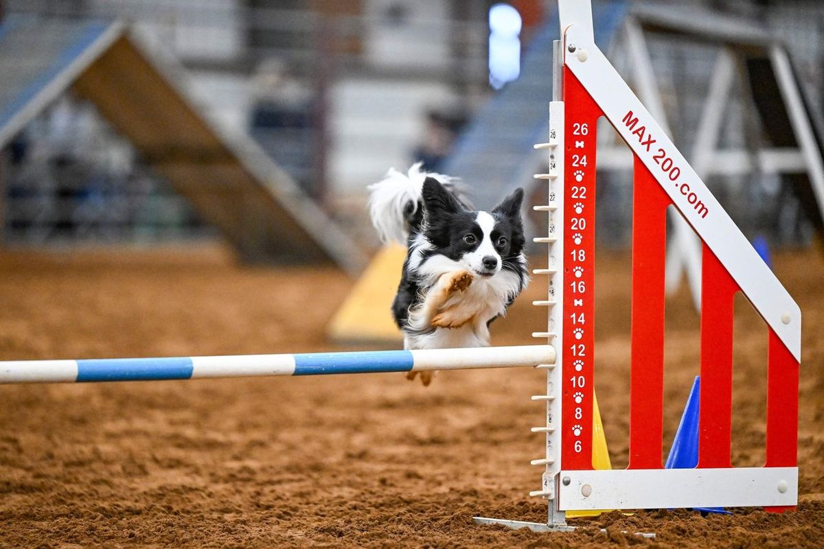 Den Tex Agility Club AKC