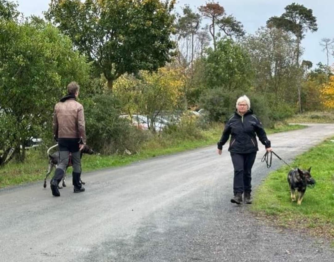 Workshop: \u201eAngeleinte Hundebegegnungen gelassen meistern\u201c