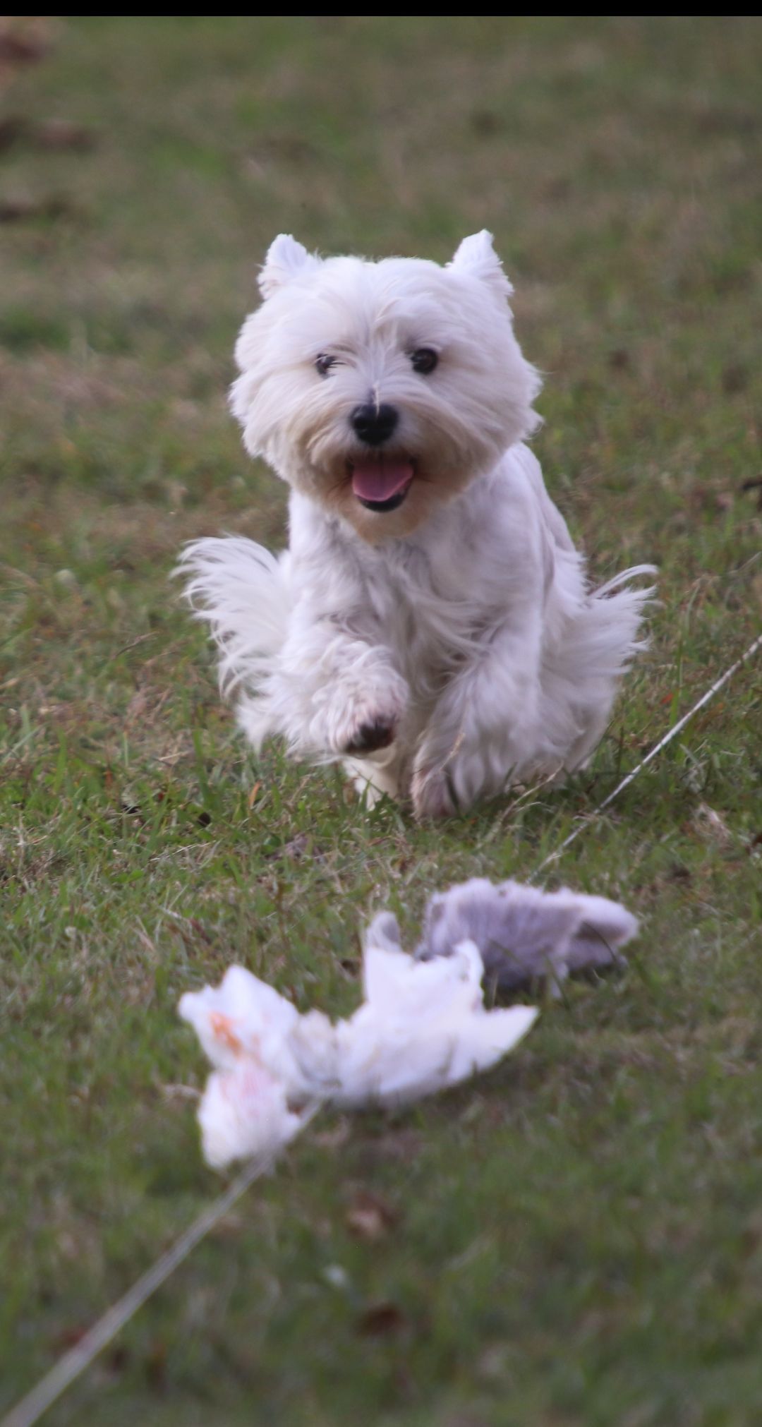 ABILENE KENNEL CLUB AKC ALL BREED FASTCAT EVENTS