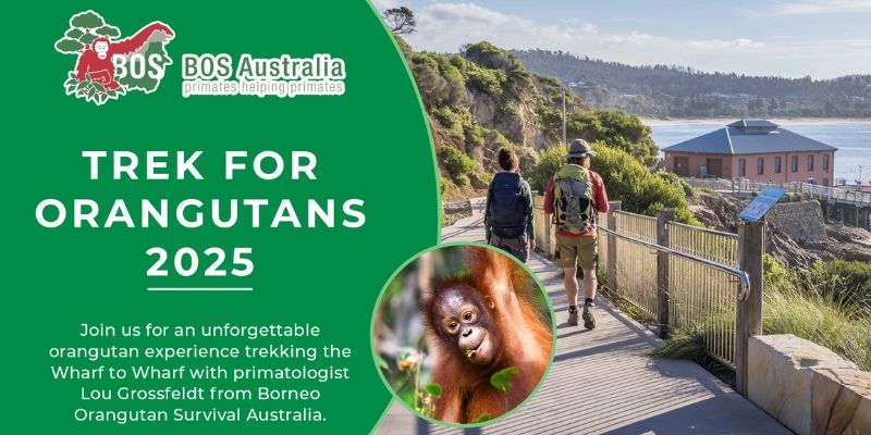 Trek for Orangutans - May 2025 Sapphire Coast