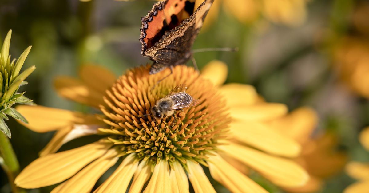 Allegheny Land Trust Presents Nature Nearby: Gardening with Native Plants