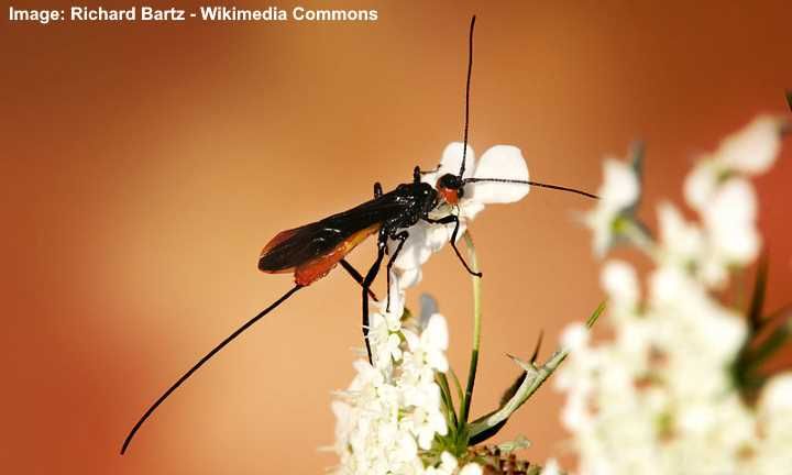 October Chapter Meeting: The Amazing Life History Strategies of Parasitoids.