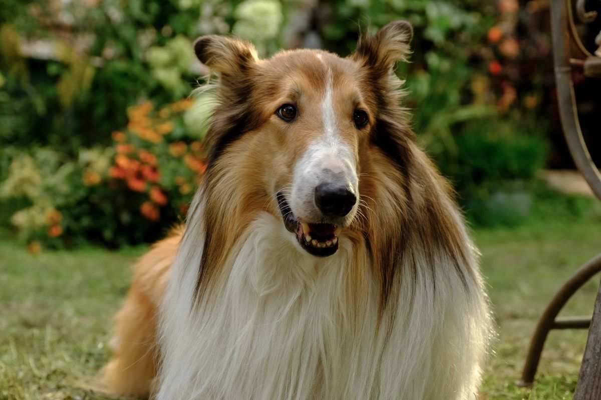 Lassie: Een nieuw Avontuur