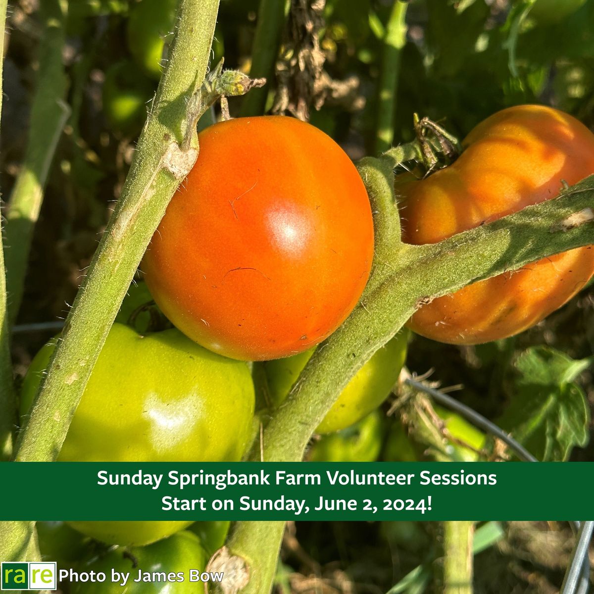 Wednesday Springbank Farm Volunteer Sessions