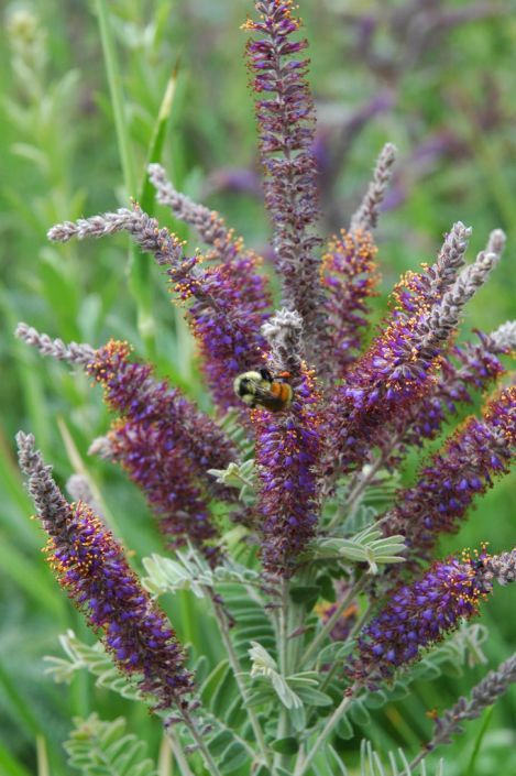 Spring Native Plant Sale