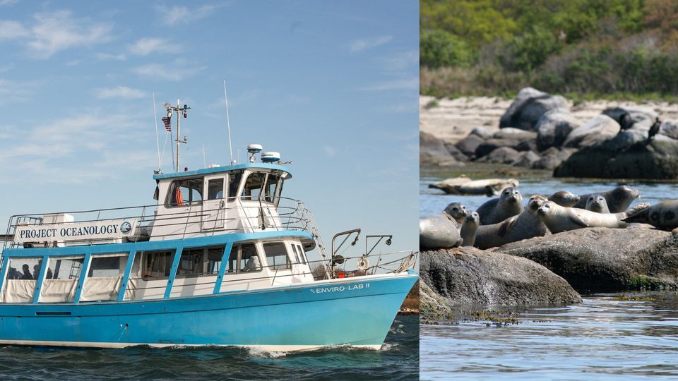 Seal Watch Cruise with Project Oceanology