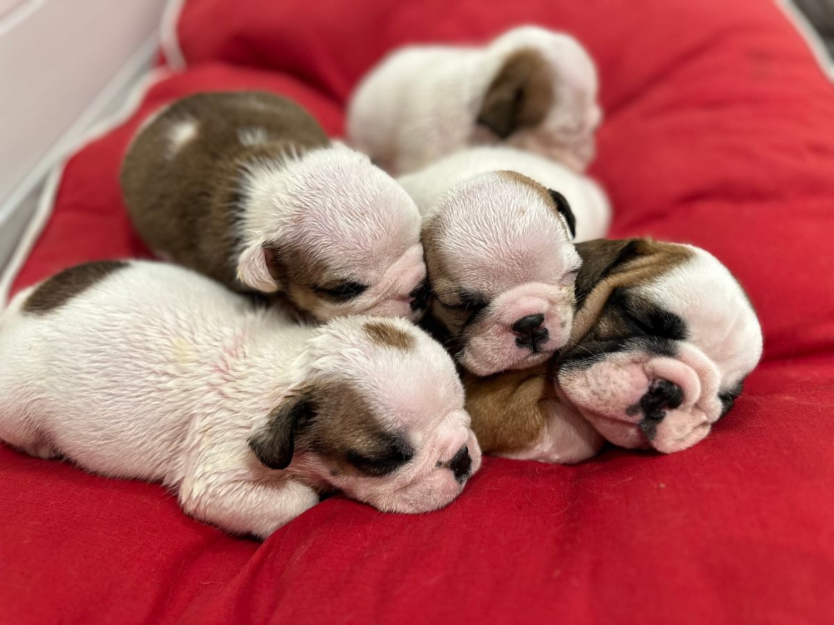 PUPPY YOGA