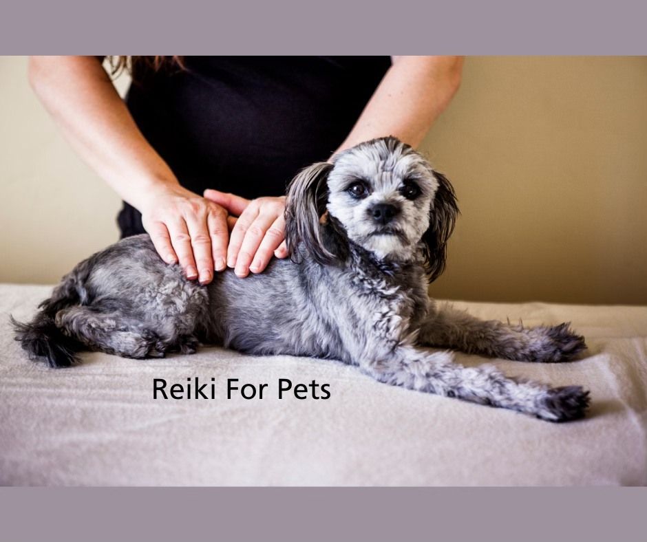 Reiki for Pets- With Kaye Smith