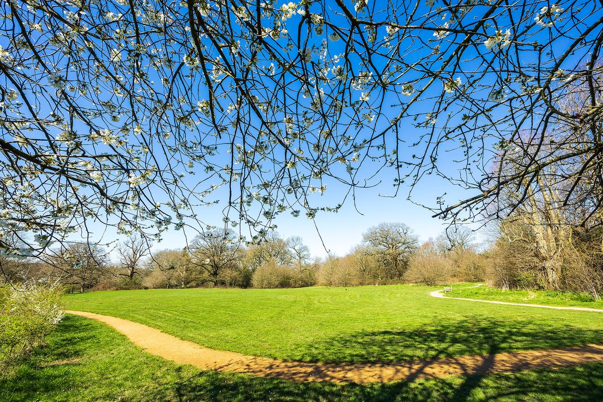 Walk for Wellbeing - Binfield: Pope\u2019s Meadow and Farley Copse