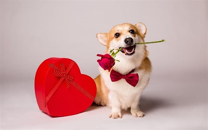 Love Unleashed : Valentines pet friendly singles event