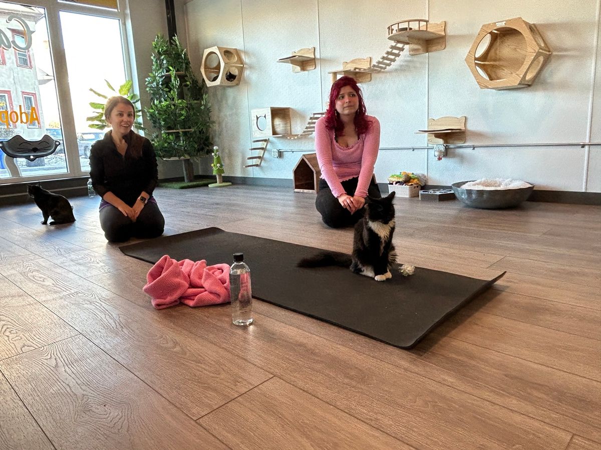 Yoga with Cats Class