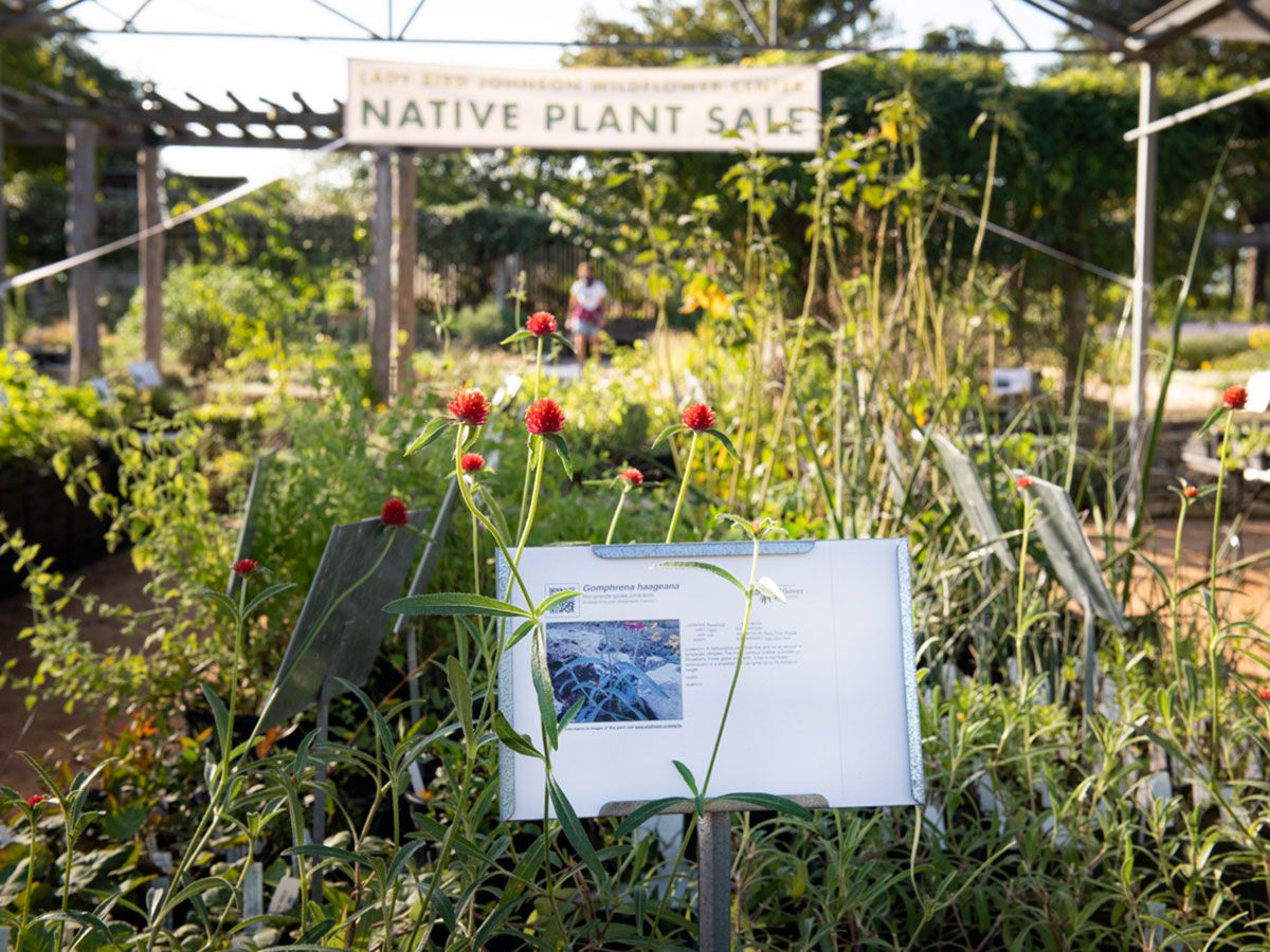 Fall Native Plant Sale: Public Days