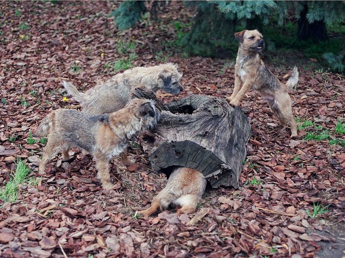 National Earthdog Tests hosted by Cairn Terrier Club of America