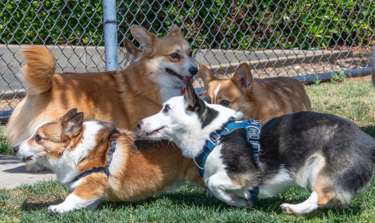 FIDO Field dog park - Big Meet