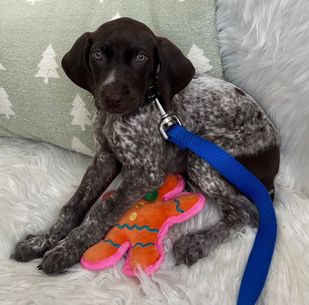 Breed Meetup - German Shorthaired Pointer 