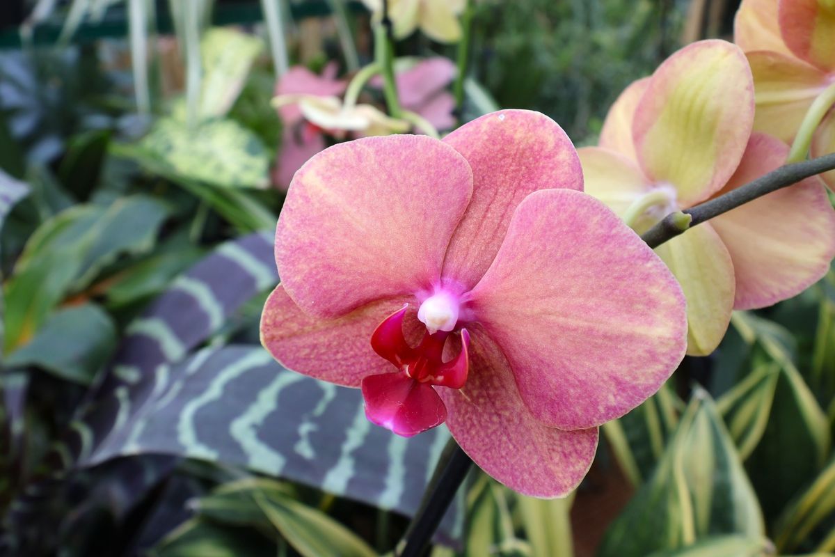 Orchid Sale at the Botanical Gardens