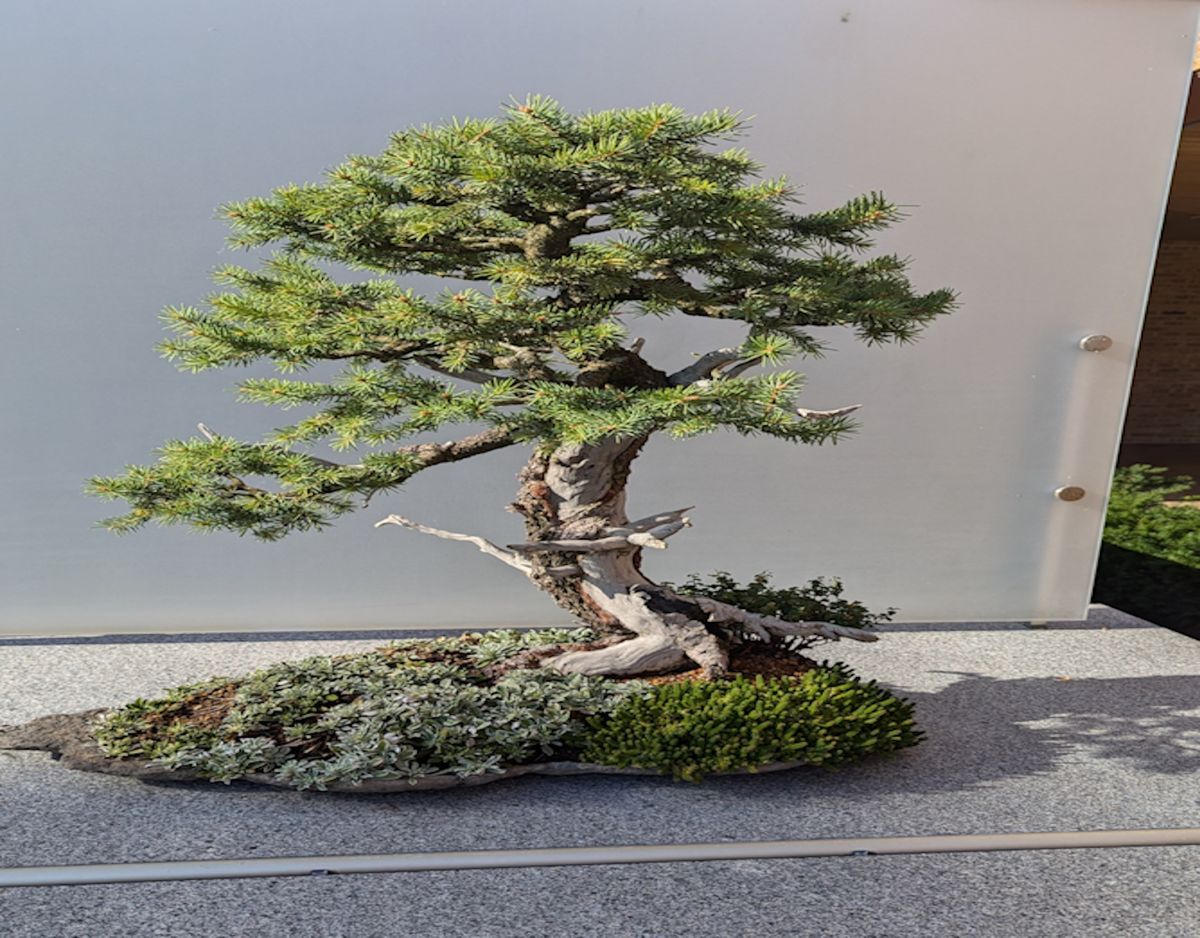 Monthly Bonsai Meeting