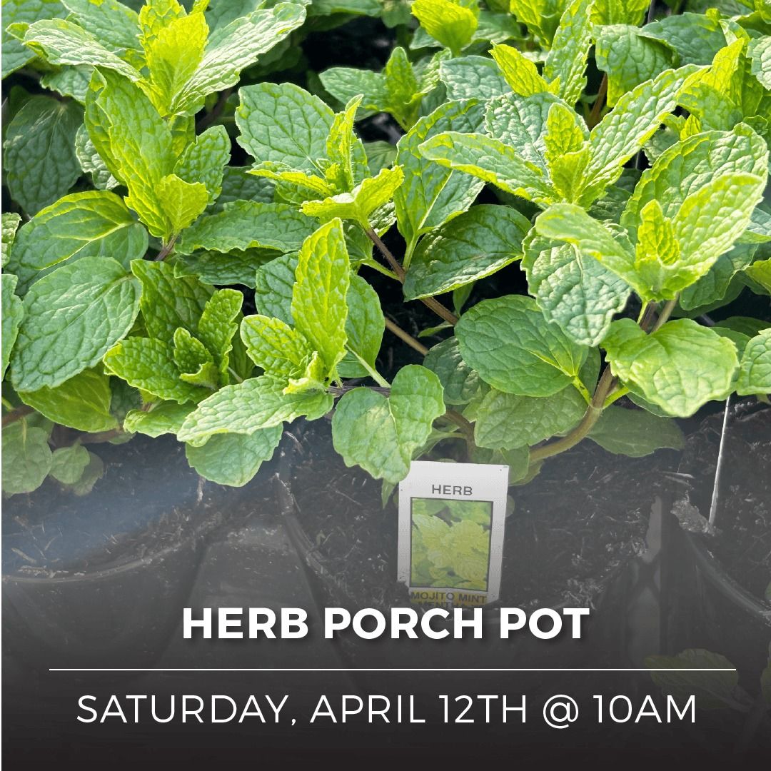 Herb Porch Pot Class