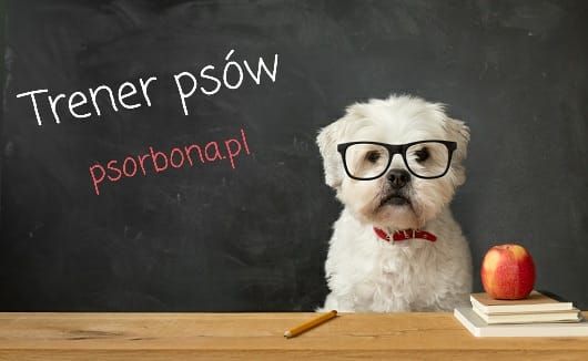 Kurs zawodowy "Trener ps\u00f3w"