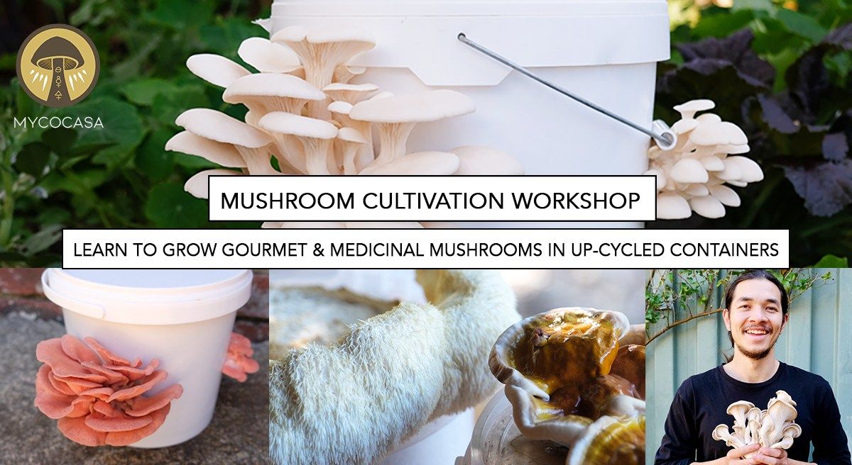 Learn to Grow Mushrooms in Upcycled Containers