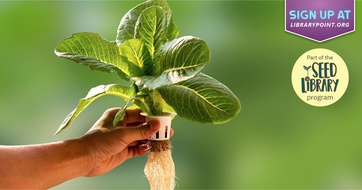 Hydroponics for Beginners