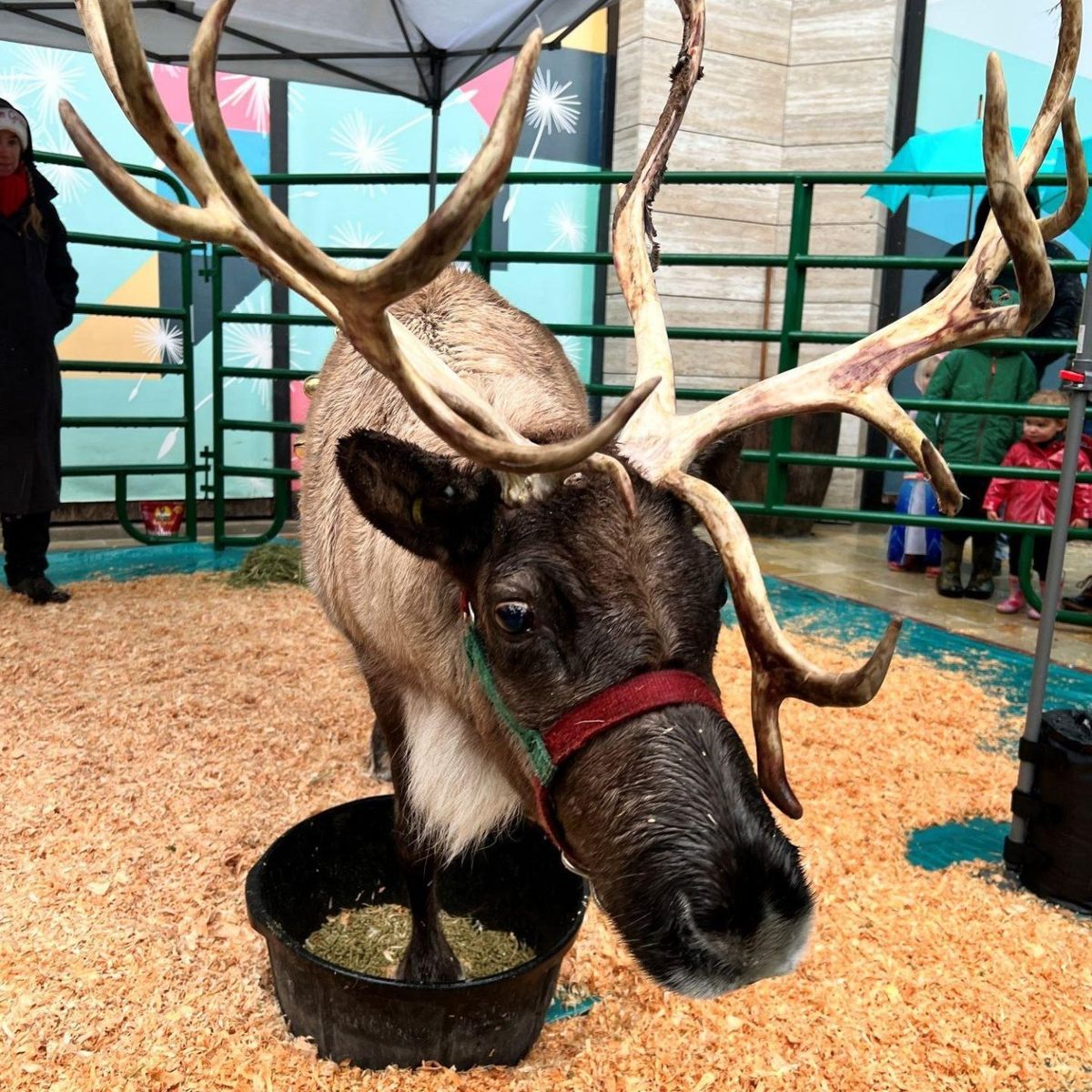 Santa's Reindeer at The Village