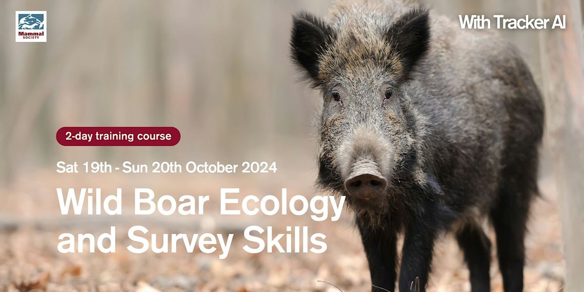 Wild boar ecology and survey skills for large nocturnal mammals