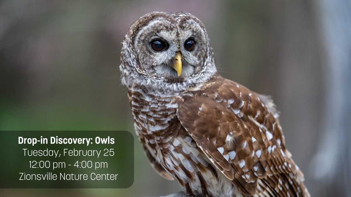 Drop-in Discovery: Owls