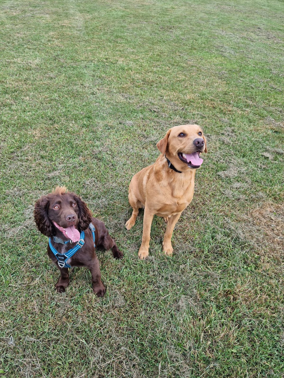 Walk n Train 'Real Life' Training (Paw Park, Sand Hutton)