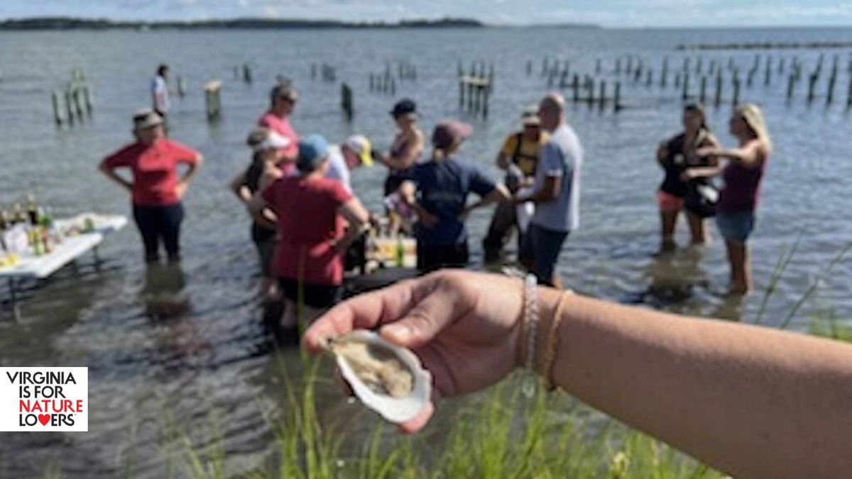 \u201cExperience Oysters\u201d Aquaculture + VIMS