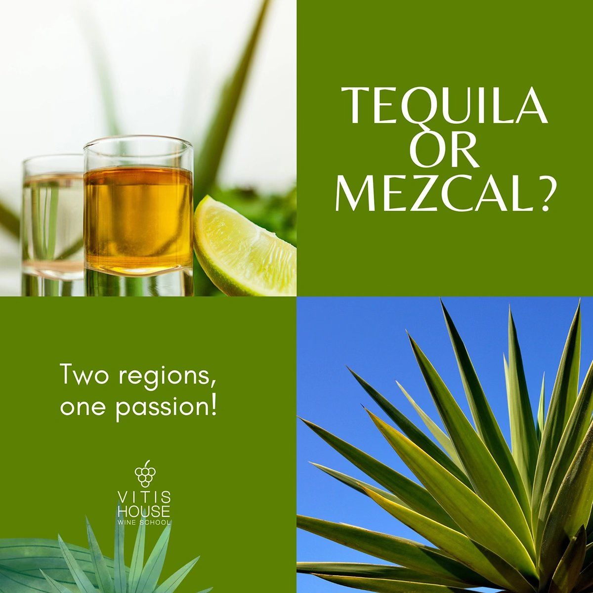 Tequila or Mezcal