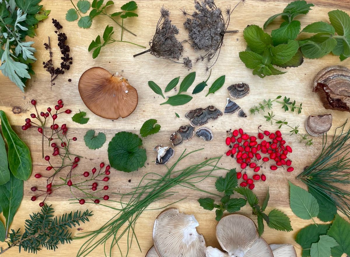 Early Spring Foraging Class