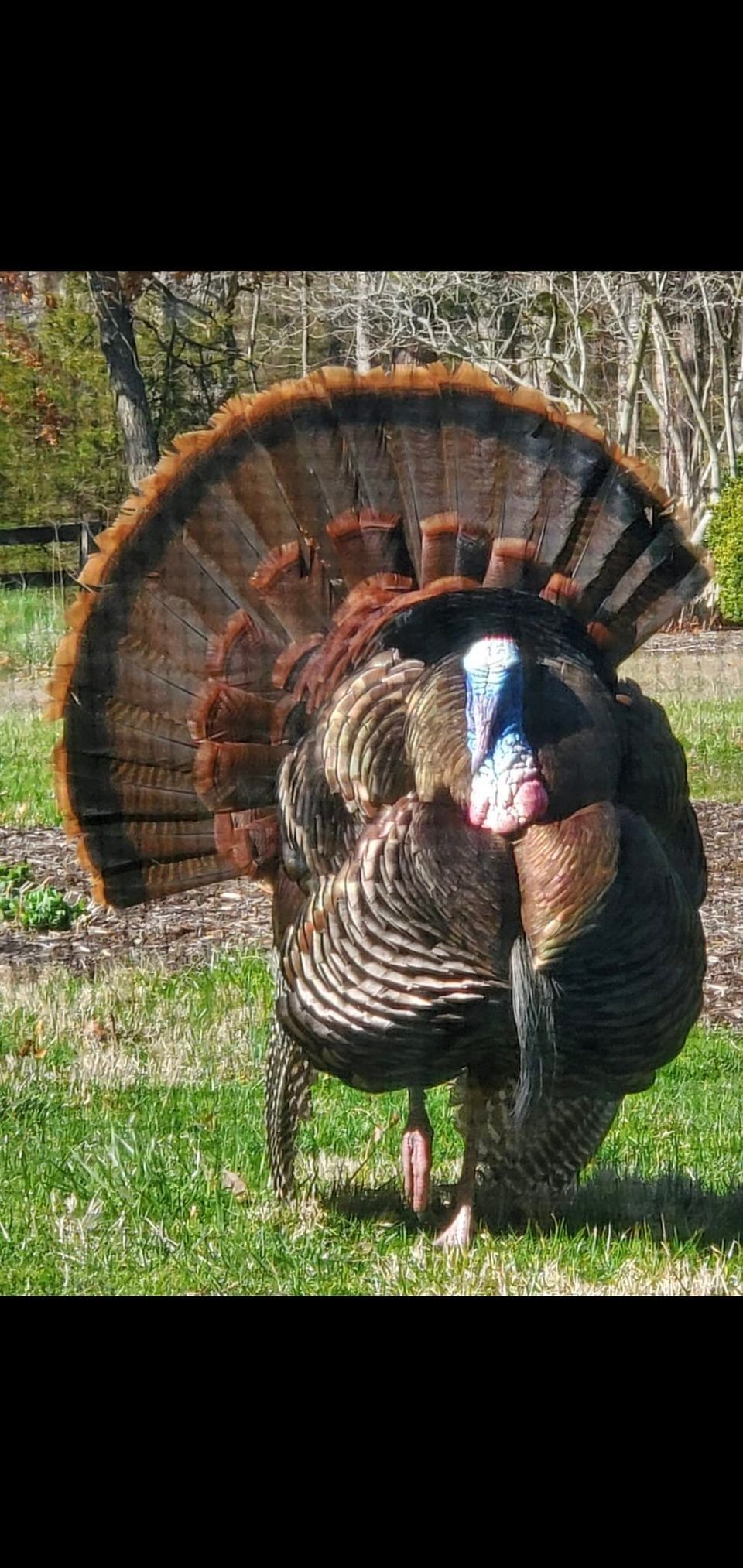 Turkey Trot, Public Dance DuPont Country Club  1001 Rockland Road, Wilmington  Delaware 19803