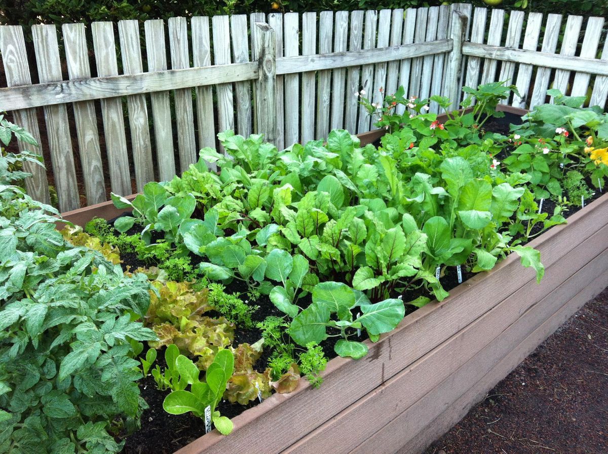 Raised Bed Vegetable and Herb Gardening
